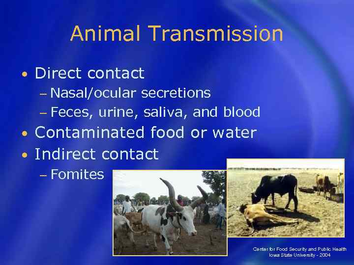 Animal Transmission • Direct contact − Nasal/ocular secretions − Feces, urine, saliva, and blood