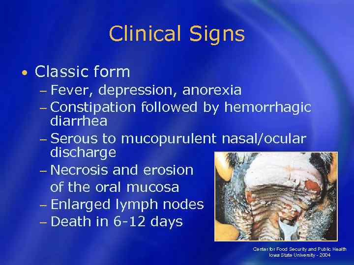 Clinical Signs • Classic form − Fever, depression, anorexia − Constipation followed by hemorrhagic