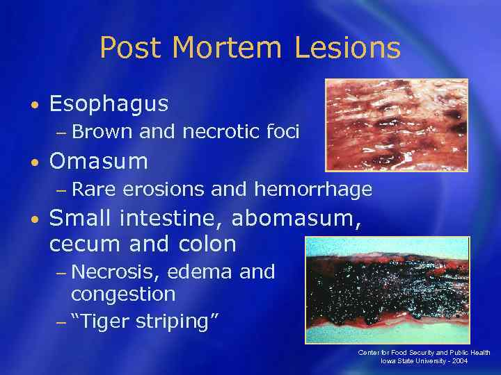 Post Mortem Lesions • Esophagus − Brown • Omasum − Rare • and necrotic