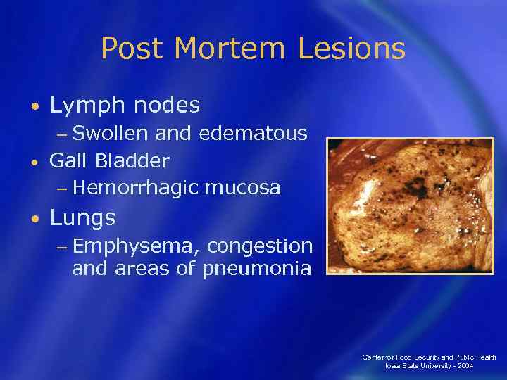 Post Mortem Lesions • Lymph nodes − Swollen and edematous • Gall Bladder −