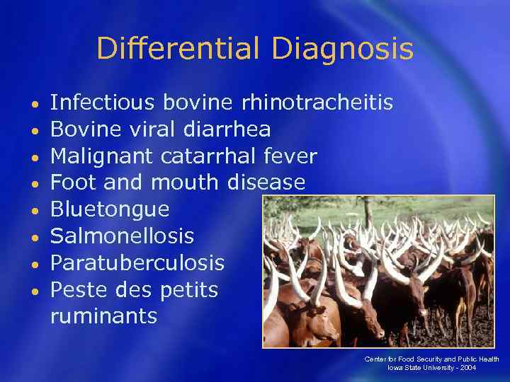 Differential Diagnosis • • Infectious bovine rhinotracheitis Bovine viral diarrhea Malignant catarrhal fever Foot