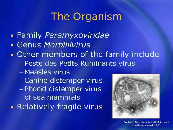 The Organism Family Paramyxoviridae • Genus Morbillivirus • Other members of the family include