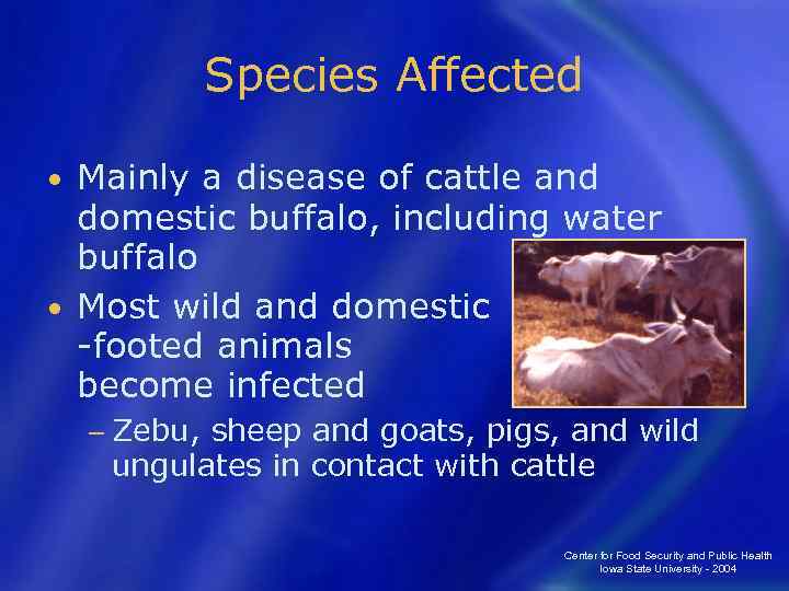 Species Affected Mainly a disease of cattle and domestic buffalo, including water buffalo •