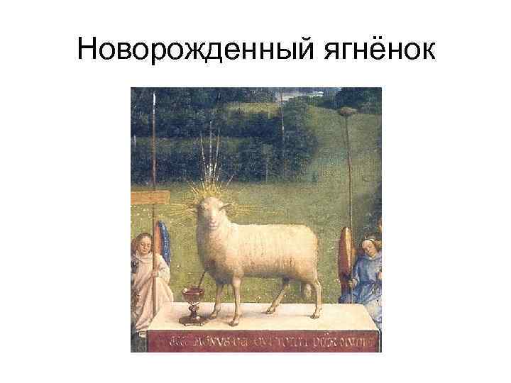 Новорожденный ягнёнок 