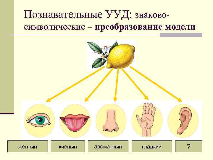 Познавательные УУД: знаковосимволические – преобразование модели желтый кислый ароматный гладкий ? 