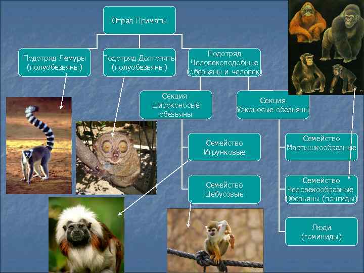 Человек отряд приматы семейство человекообразные