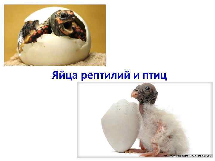Яйца пресмыкающихся содержат. Яйца птиц и рептилий. Яйца пресмыкающихся. Яйцо птицы пресмыкающиеся. Строение яйца рептилий.