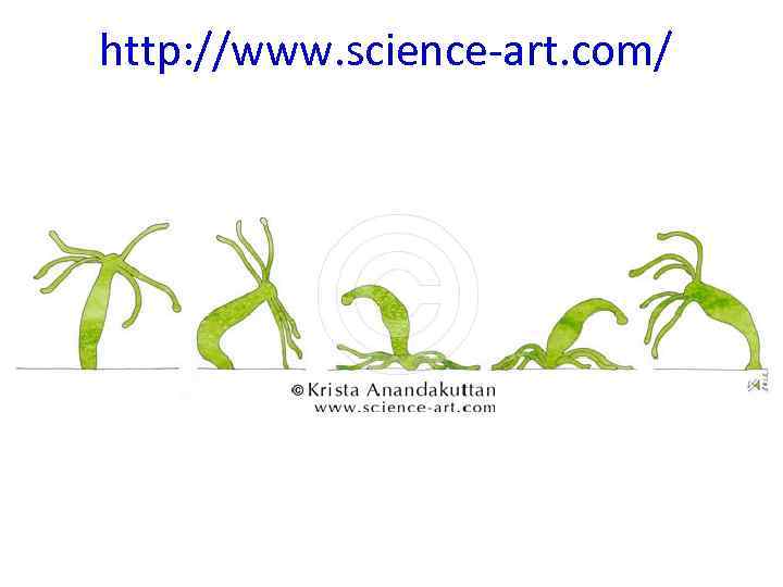 http: //www. science-art. com/ 