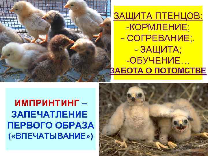 ЗАЩИТА ПТЕНЦОВ: -КОРМЛЕНИЕ; - СОГРЕВАНИЕ; . - ЗАЩИТА; -ОБУЧЕНИЕ… ЗАБОТА О ПОТОМСТВЕ ИМПРИНТИНГ –