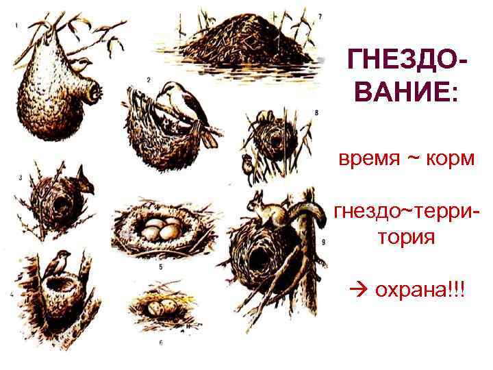 ГНЕЗДОВАНИЕ: время ~ корм гнездо~территория охрана!!! 
