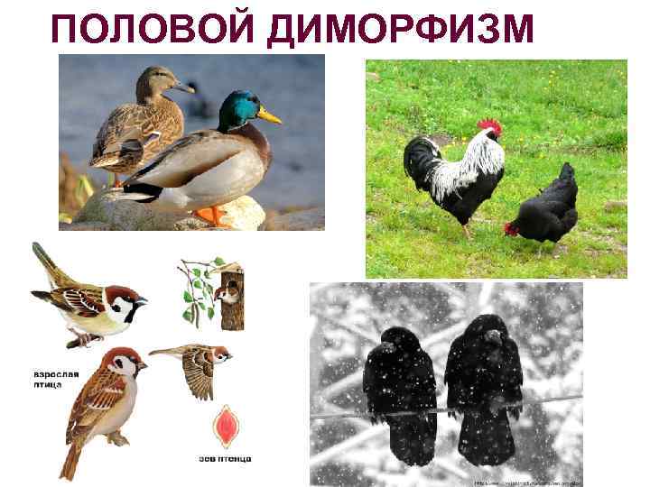 ПОЛОВОЙ ДИМОРФИЗМ 