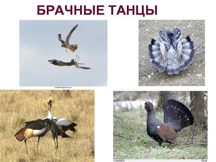 БРАЧНЫЕ ТАНЦЫ 