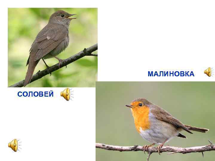 МАЛИНОВКА СОЛОВЕЙ 