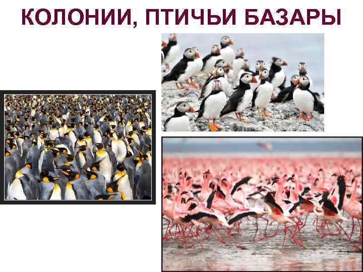 КОЛОНИИ, ПТИЧЬИ БАЗАРЫ 