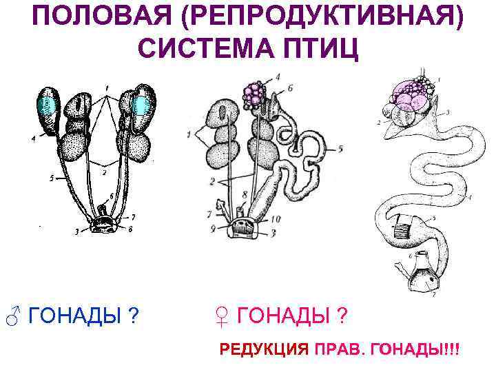 ПОЛОВАЯ (РЕПРОДУКТИВНАЯ) СИСТЕМА ПТИЦ ♂ ГОНАДЫ ? ♀ ГОНАДЫ ? РЕДУКЦИЯ ПРАВ. ГОНАДЫ!!! 