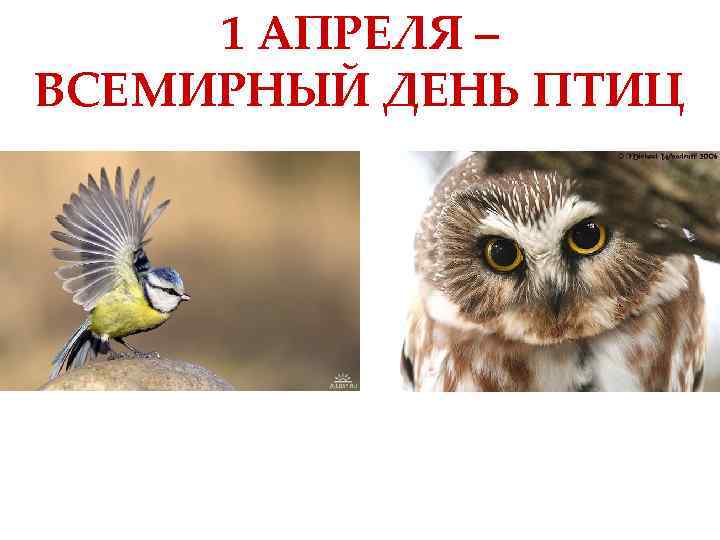 1 АПРЕЛЯ – ВСЕМИРНЫЙ ДЕНЬ ПТИЦ 