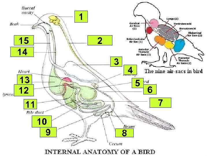 1 15 14 2 3 4 13 12 5 6 7 11 10 9