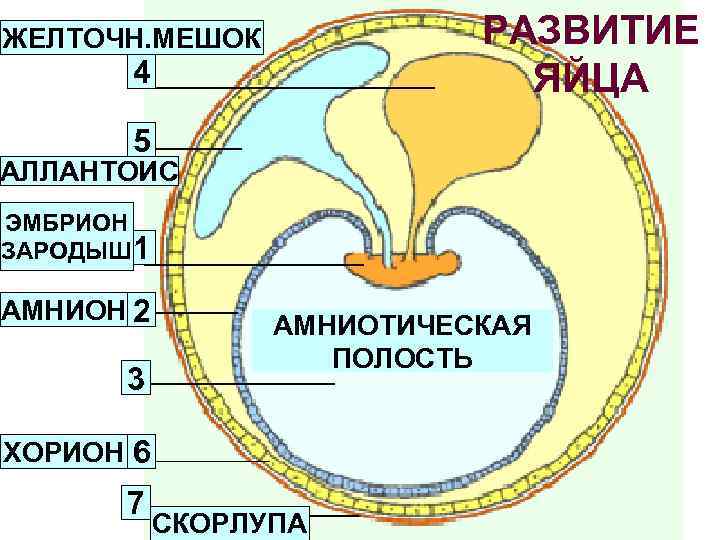 Назовите яйцевые оболочки обозначенные на рисунке цифрами 1 и 2 укажите