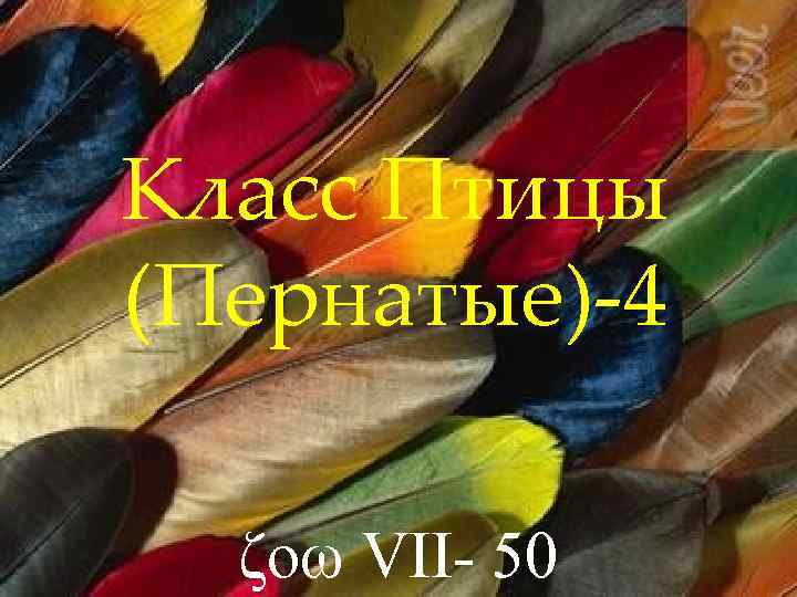 Класс Птицы (Пернатые)-4 ζοω VII- 50 