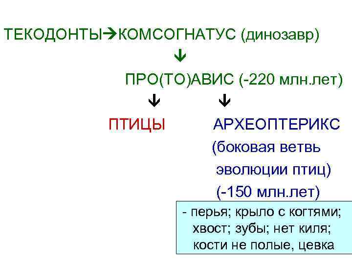 ТЕКОДОНТЫ КОМСОГНАТУС (динозавр) ПРО(ТО)АВИС (-220 млн. лет) ПТИЦЫ АРХЕОПТЕРИКС (боковая ветвь эволюции птиц) (-150