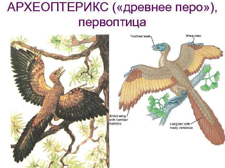 АРХЕОПТЕРИКС ( «древнее перо» ), первоптица 