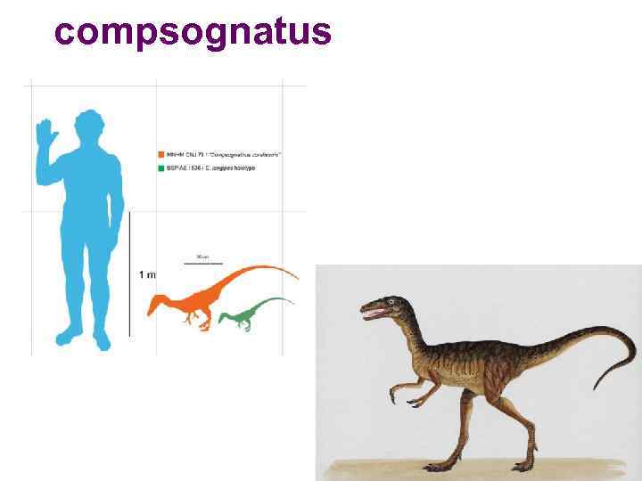 compsognatus 