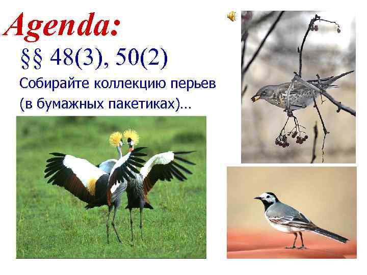 Agenda: §§ 48(3), 50(2) Собирайте коллекцию перьев (в бумажных пакетиках)… 