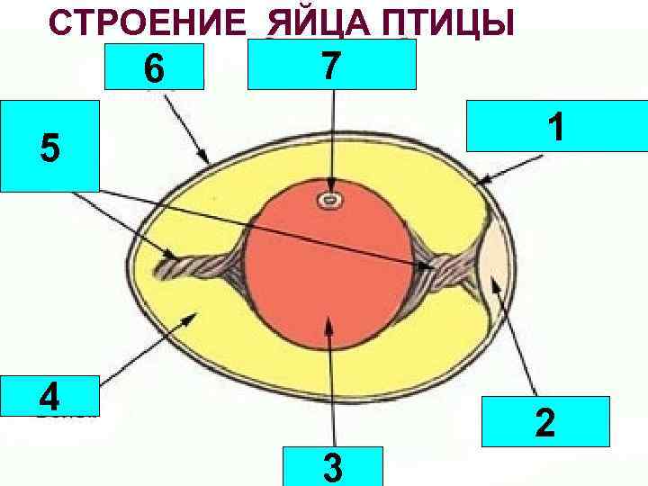 СТРОЕНИЕ ЯЙЦА ПТИЦЫ 6 7 1 Канатики, Градины, 5 4 2 3 