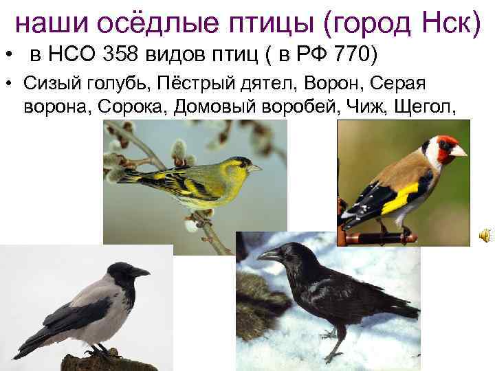 наши осёдлые птицы (город Нск) • в НСО 358 видов птиц ( в РФ