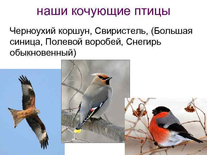 наши кочующие птицы Черноухий коршун, Свиристель, (Большая синица, Полевой воробей, Снегирь обыкновенный) 