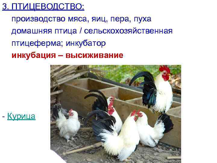 3. ПТИЦЕВОДСТВО: производство мяса, яиц, пера, пуха домашняя птица / сельскохозяйственная птицеферма; инкубатор инкубация