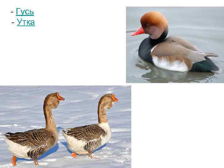 - Гусь - Утка 