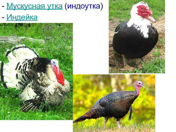 - Мускусная утка (индоутка) - Индейка 