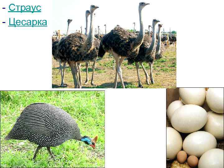 - Страус - Цесарка 