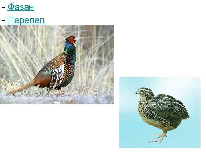 - Фазан - Перепел 