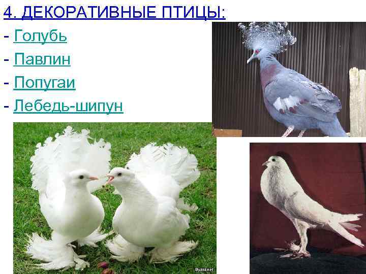 4. ДЕКОРАТИВНЫЕ ПТИЦЫ: - Голубь - Павлин - Попугаи - Лебедь-шипун 