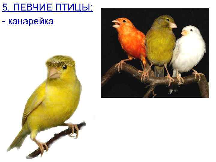 5. ПЕВЧИЕ ПТИЦЫ: - канарейка 