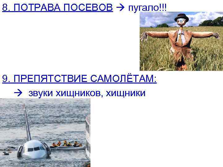 8. ПОТРАВА ПОСЕВОВ пугало!!! 9. ПРЕПЯТСТВИЕ САМОЛЁТАМ: звуки хищников, хищники 
