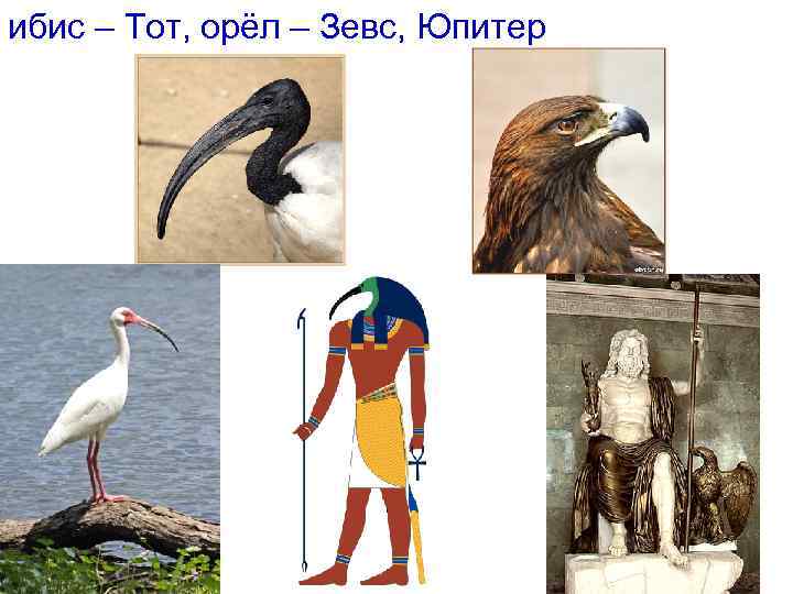 ибис – Тот, орёл – Зевс, Юпитер 