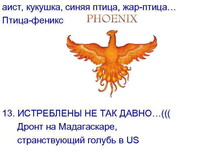 аист, кукушка, синяя птица, жар-птица… Птица-феникс 13. ИСТРЕБЛЕНЫ НЕ ТАК ДАВНО…((( Дронт на Мадагаскаре,