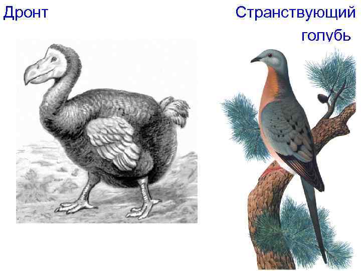 Дронт Странствующий голубь 