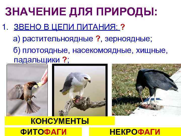 ЗНАЧЕНИЕ ДЛЯ ПРИРОДЫ: 1. ЗВЕНО В ЦЕПИ ПИТАНИЯ: ? а) растительноядные ? , зерноядные;