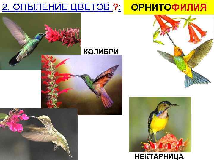 2. ОПЫЛЕНИЕ ЦВЕТОВ ? : ОРНИТОФИЛИЯ КОЛИБРИ НЕКТАРНИЦА 