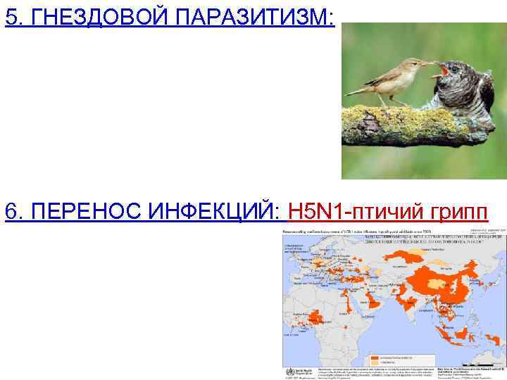 5. ГНЕЗДОВОЙ ПАРАЗИТИЗМ: 6. ПЕРЕНОС ИНФЕКЦИЙ: H 5 N 1 -птичий грипп 