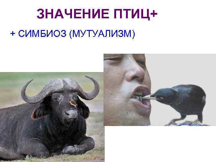 ЗНАЧЕНИЕ ПТИЦ+ + СИМБИОЗ (МУТУАЛИЗМ) 