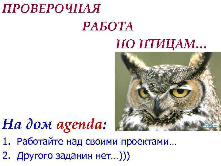 ПРОВЕРОЧНАЯ РАБОТА ПО ПТИЦАМ… На дом agenda: 1. Работайте над своими проектами… 2. Другого