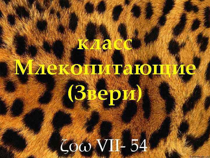 класс Млекопитающие (Звери) ζοω VII- 54 