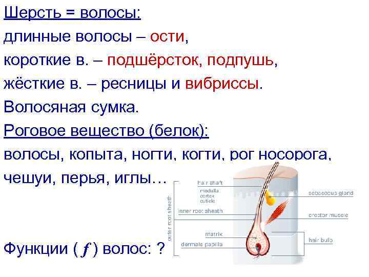 Шерсть = волосы: длинные волосы – ости, короткие в. – подшёрсток, подпушь, жёсткие в.