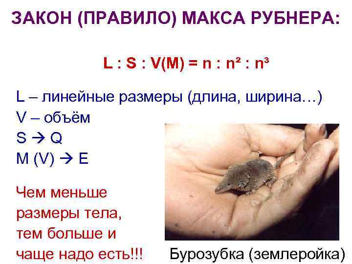 ЗАКОН (ПРАВИЛО) МАКСА РУБНЕРА: L : S : V(M) = n : n² :