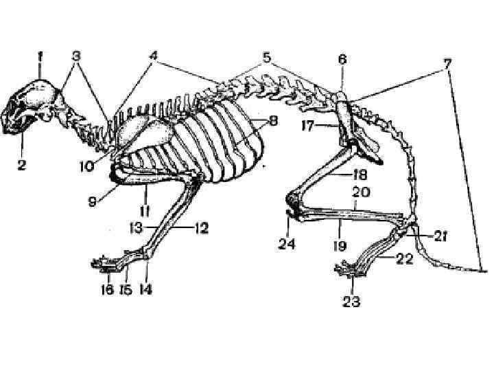 Класс млекопитающие отделы позвоночника. Скелет млекопитающих 7 класс. Схема строения скелета млекопитающих. Строение скелета кошки грудная клетка. Осевой скелет млекопитающих представлен.